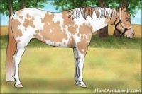 Horse Color:White Spotted Gold Champagne