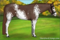 Horse Color:White Spotted Liver Chestnut