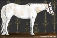 Horse Color:White Spotted Cremello Roan Splash 