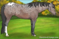Horse Color:Bay Ice Appaloosa