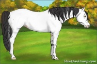 Horse Color:Bay Frame Appaloosa 
