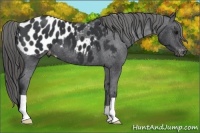 Horse Color:Black Appaloosa