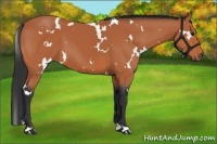 Horse Color:White Spotted Bay 