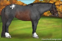Horse Color:Brown Appaloosa 