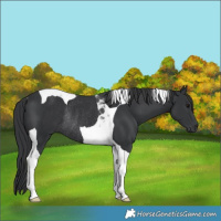Horse Color:Black Tobiano Rabicano 