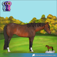 Horse Color:Brown Rabicano 