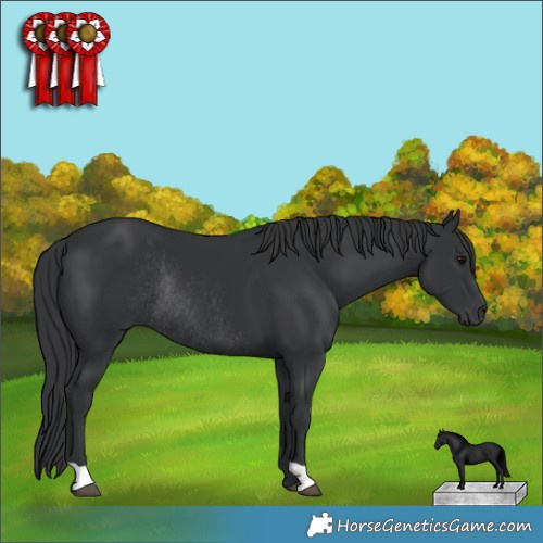 Horse Color:Black Rabicano