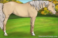 Horse Color:Silver Sable Champagne Sabino 