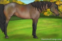 Horse Color:Buckskin 
