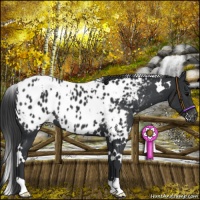Horse Color:White Spotted Black Appaloosa