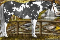 Horse Color:White Spotted Black Splash Rabicano