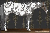 Horse Color:White Spotted Black Blanket 