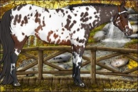 Horse Color:White Spotted Brown Appaloosa Rabicano 