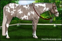 Horse Color:White Spotted Silver Black Sabino Appaloosa Rabicano