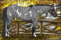 Horse Color:White Spotted Blue Roan 