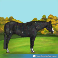 Horse Color:White Spotted Midnight Grullo Ice  and Midnight Black Ice 