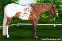 Horse Color:Silver Bay Appaloosa 