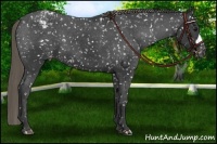 Horse Color:Smoky Black Appaloosa 