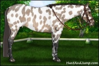 Horse Color:Brown Roan Dun Appaloosa 