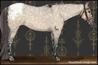 Horse Color:Brown Roan Dun Appaloosa 