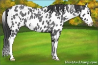 Horse Color:White Spotted Blue Roan Splash Appaloosa 