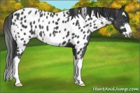 Horse Color:White Spotted Blue Roan Splash Frame Near Leopard
