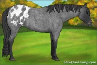 Horse Color:Blue Roan Appaloosa 