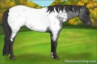 Horse Color:Blue Roan Appaloosa 