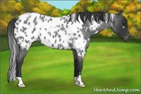 Horse Color:White Spotted Blue Roan Blanket 