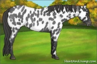 Horse Color:Smoky Blue Roan Appaloosa