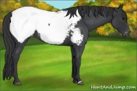 Horse Color:Blue Roan Snowcap 