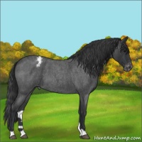 Horse Color:Blue Roan Varnish 