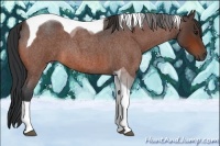 Horse Color:Bay Roan Tobiano