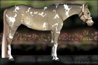 Horse Color:White Spotted Liver Red Dun 