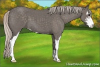 Horse Color:Silver Blue Roan Sabino 