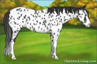 Horse Color:Blue Roan Splash Near Leopard 