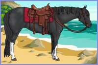 Horse Color:Black 