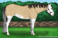 Horse Color:Bay Dun Splash