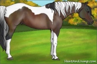 Horse Color:Brown Tobiano 