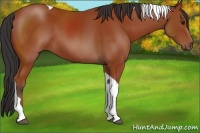 Horse Color:Bay Tobiano 