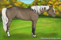 Horse Color:Liver Chestnut Sabino Rabicano 