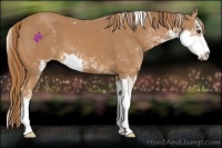 Horse Color:Chestnut Sabino