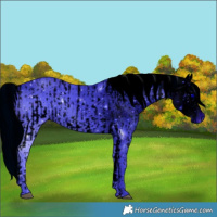Horse Color:ERROR: UNKNOWN ANOMALY and ERROR: UNKNOWN ANOMALY