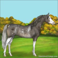 Horse Color:White Spotted Liver Chestnut Ice Sabino Splash Rabicano 
