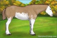 Horse Color:Red Dun Splash  and Red Dun Splash 