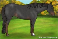 Horse Color:Liver Red Roan 