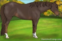 Horse Color:Liver Chestnut 
