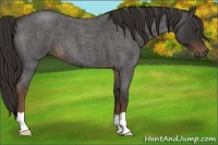 Horse Color:Liver Red Roan 