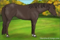 Horse Color:Liver Chestnut 