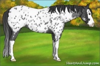 Horse Color:Blue Roan Splash Appaloosa 